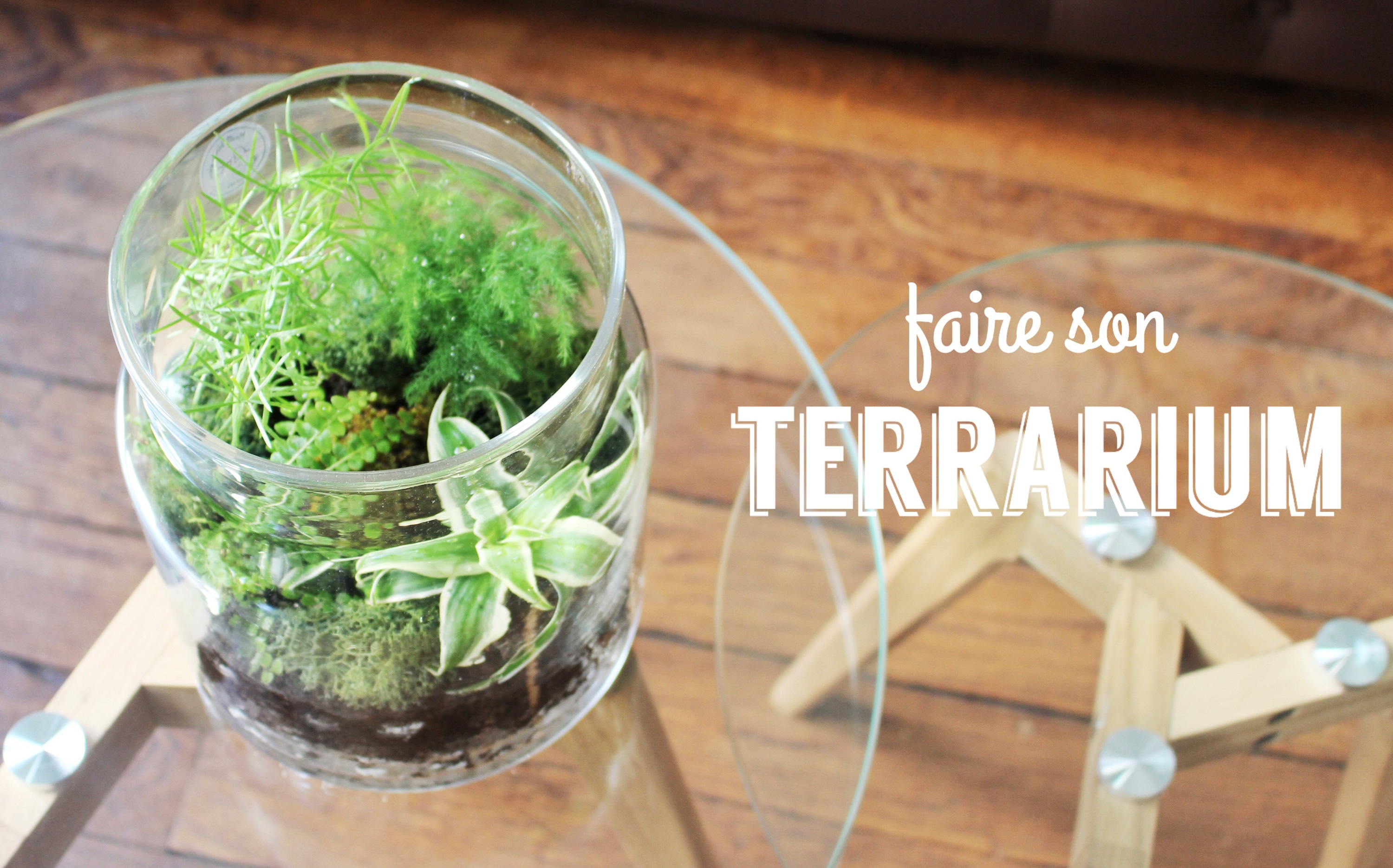 Terrarium : choix du récipient, des plantes et mise en place